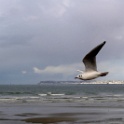 2009-11-trouville-OK (25)_GF